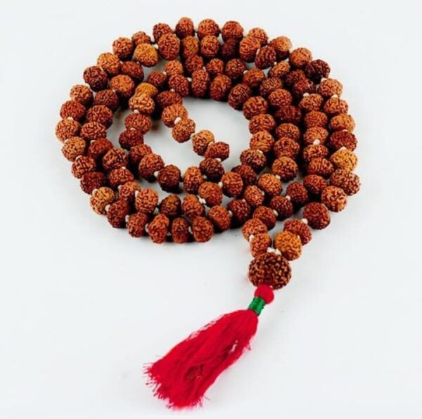 7 mukhi rudraksha mala