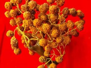 Rudraksh tree