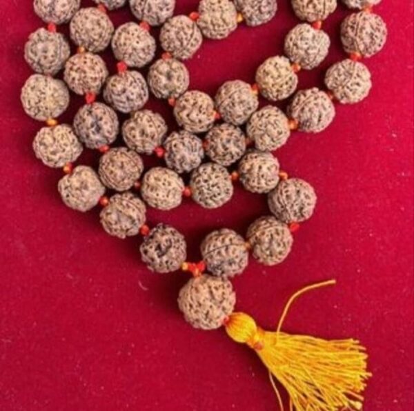 Rudraksh mala