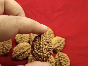 2 Mukhi Rudraksh