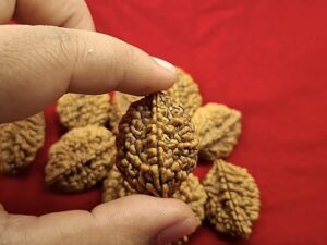 2 Mukhi Rudraksh